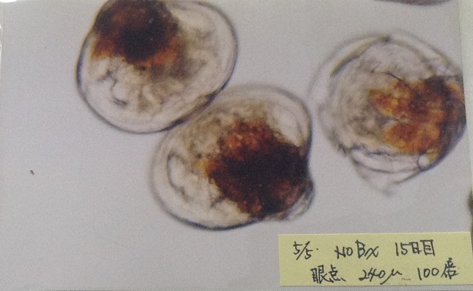 稚貝に眼点が出現する