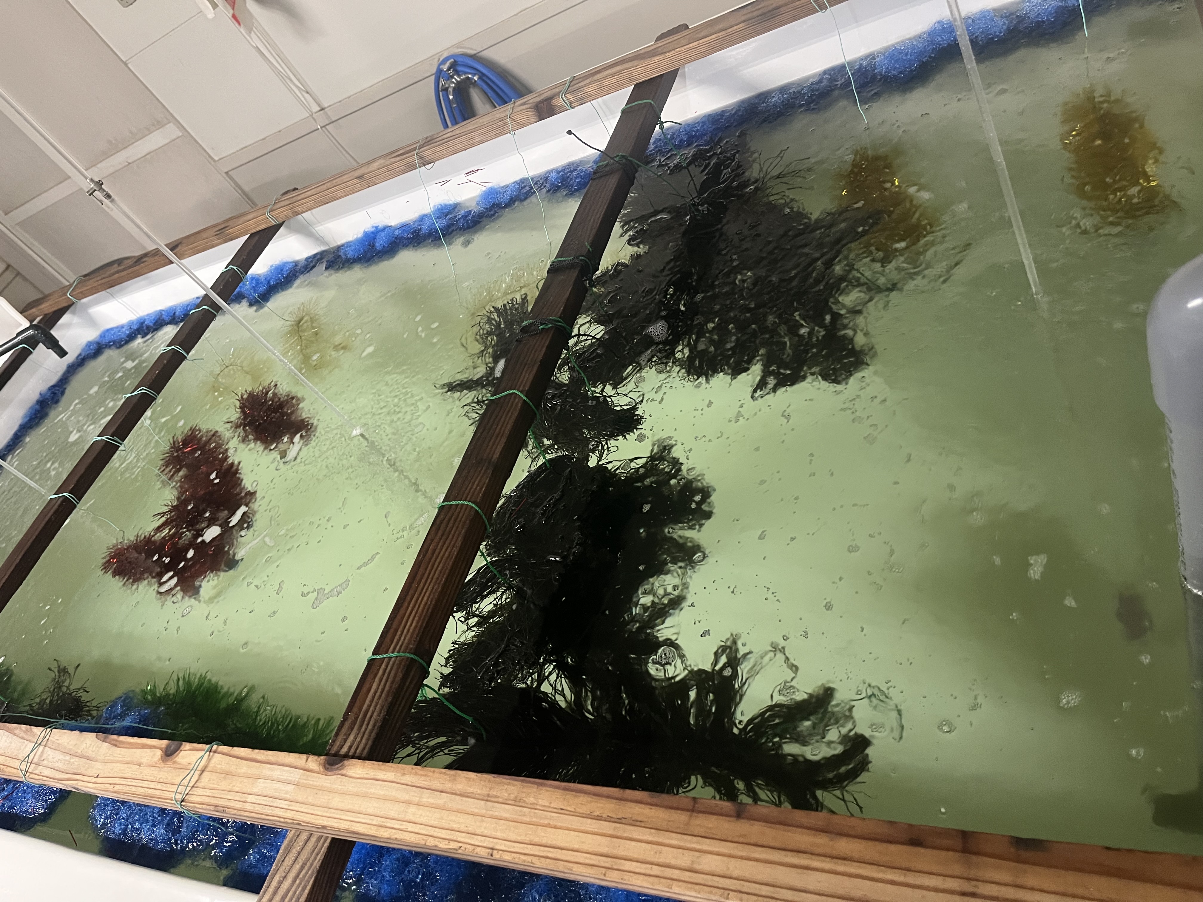 稚貝をタンクで育てる様子