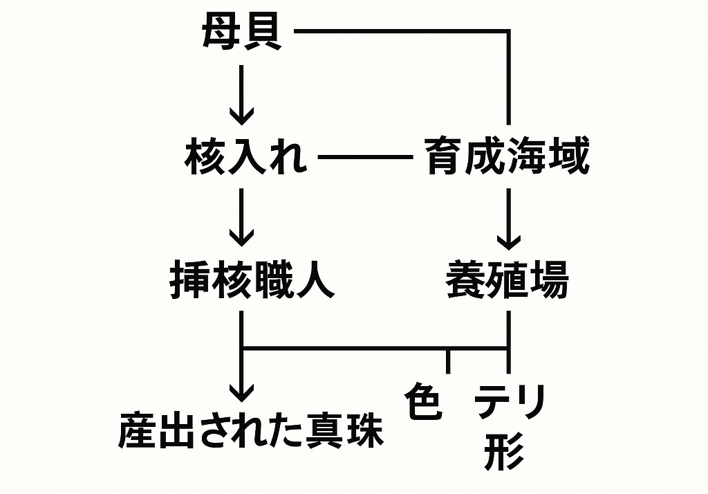 真珠の成長過程
