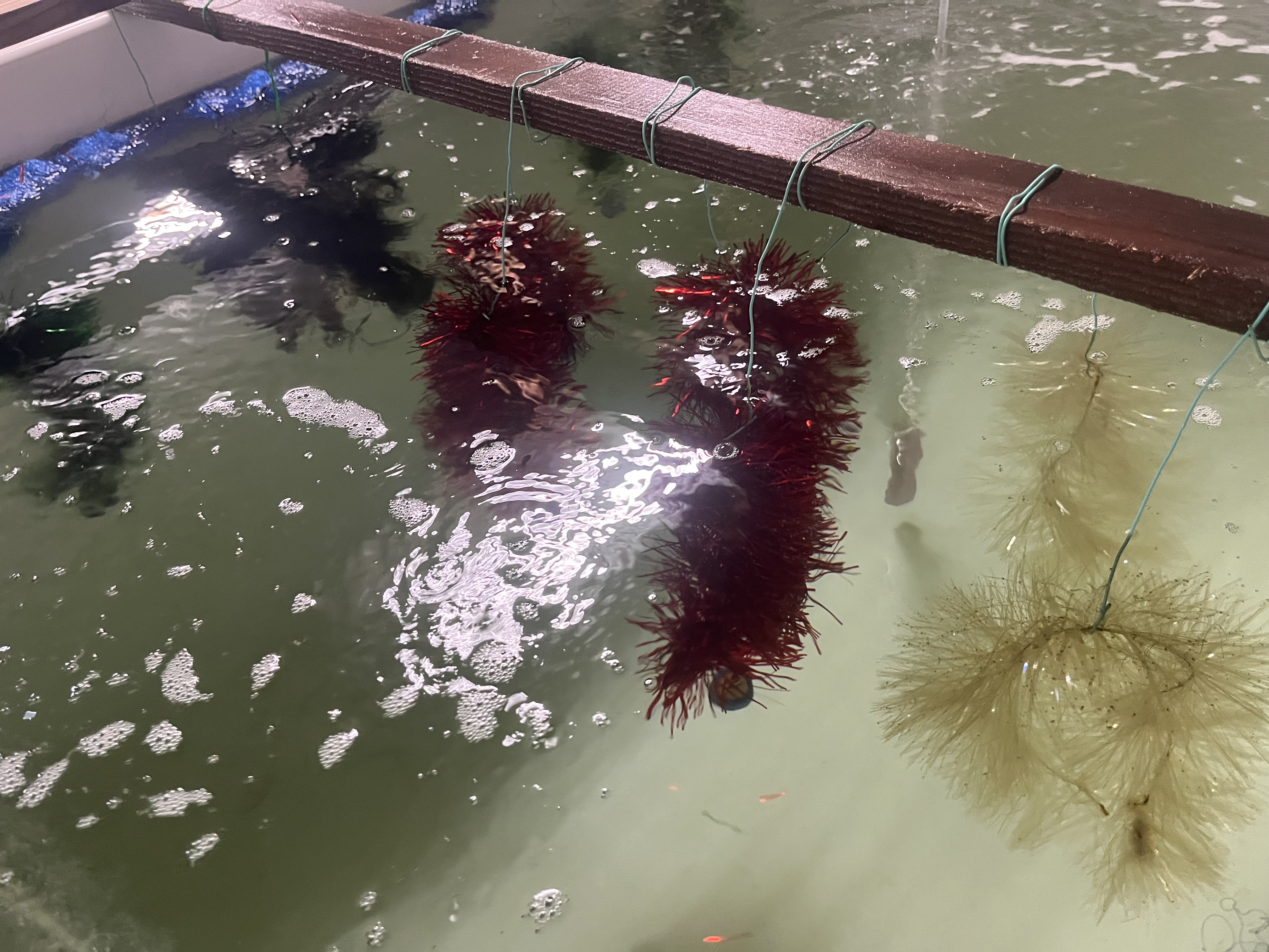 稚貝が付着しやすいような工夫