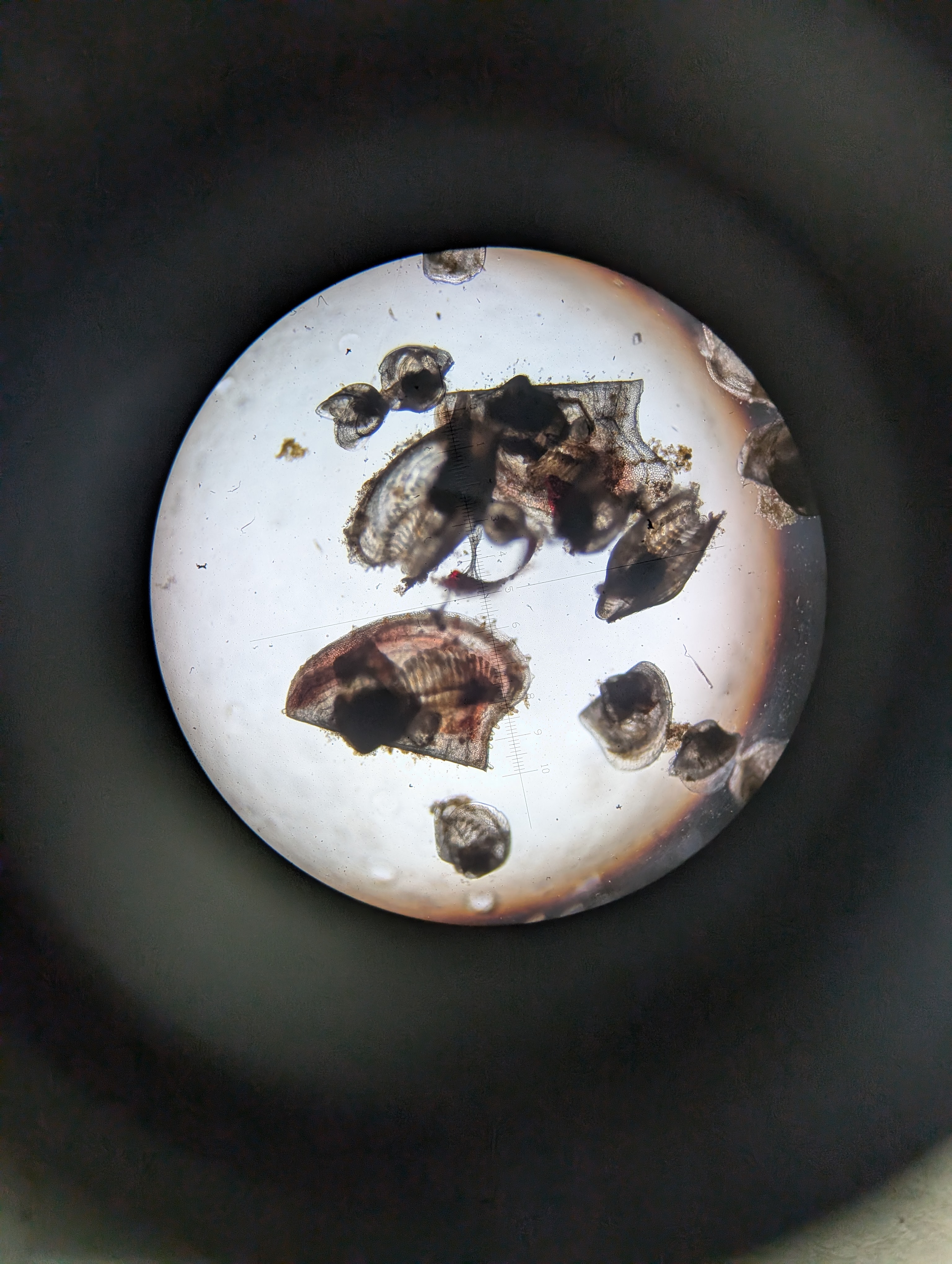 顕微鏡から稚貝をみた様子