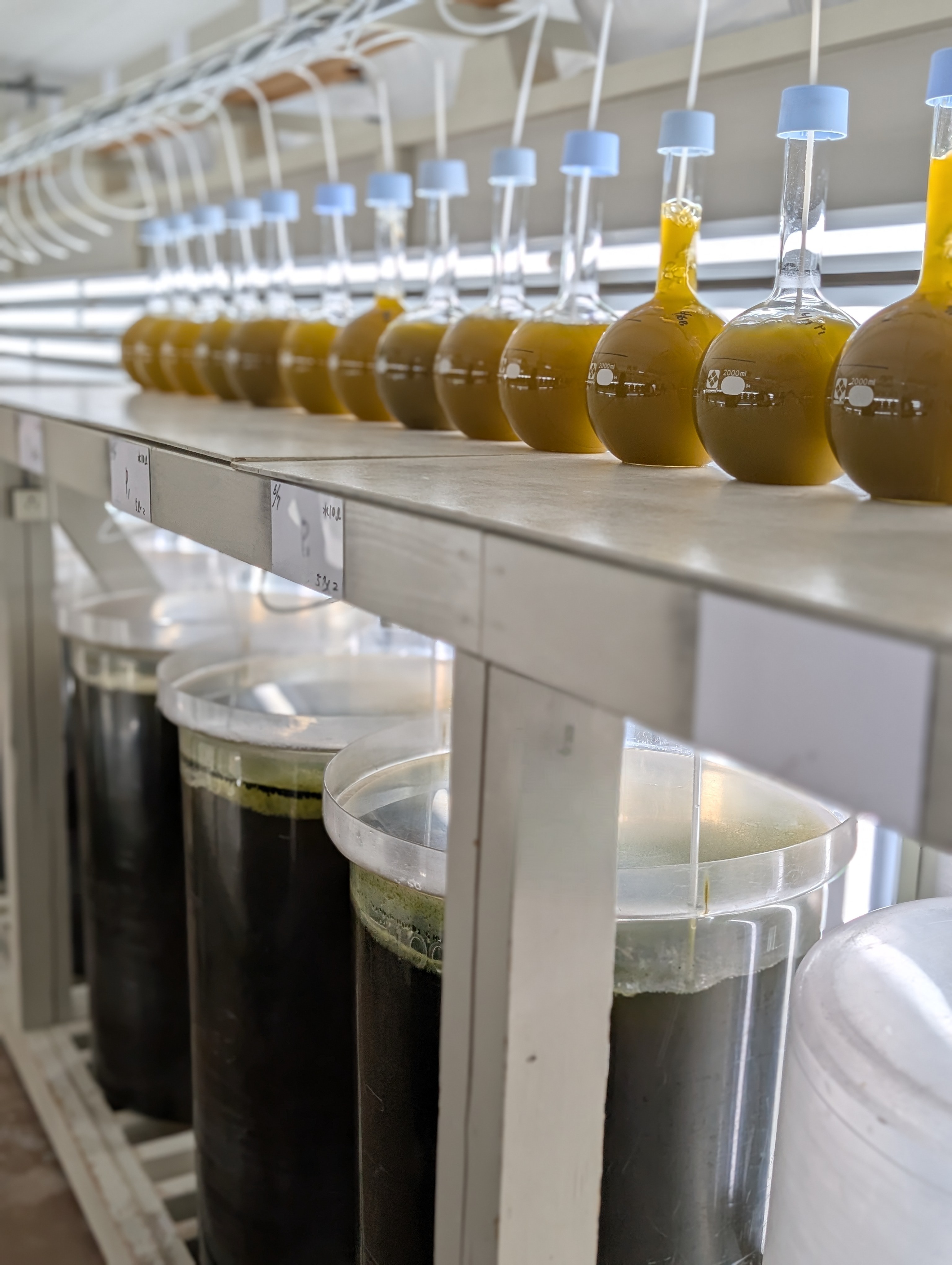 稚貝の餌（プランクトン）培養