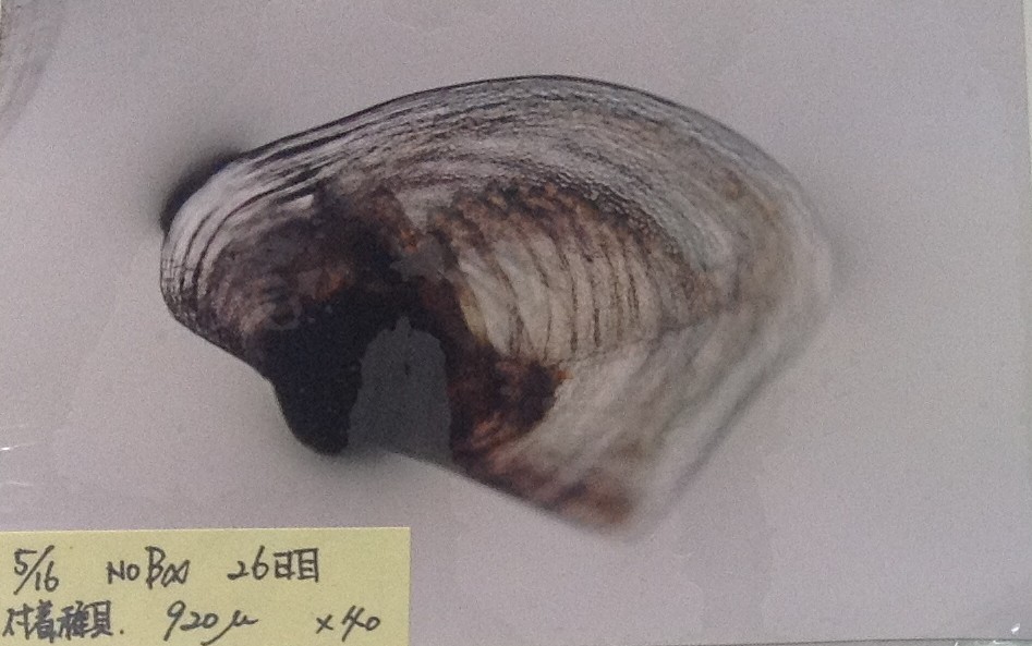 稚貝の成長過程の画像