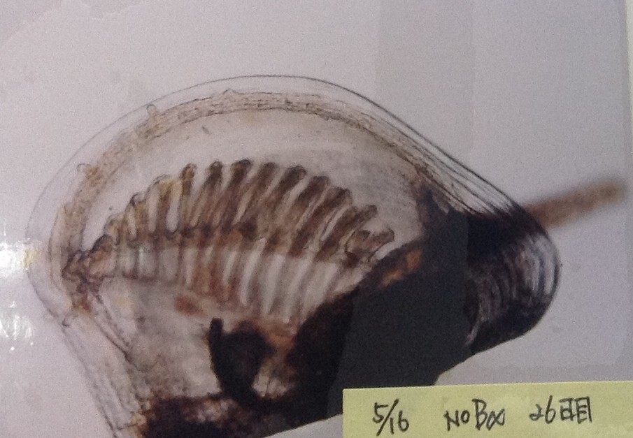 稚貝の成長過程で足がでるところ