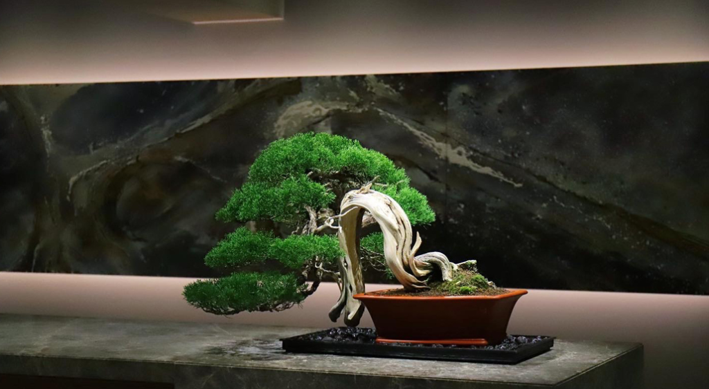 盆栽