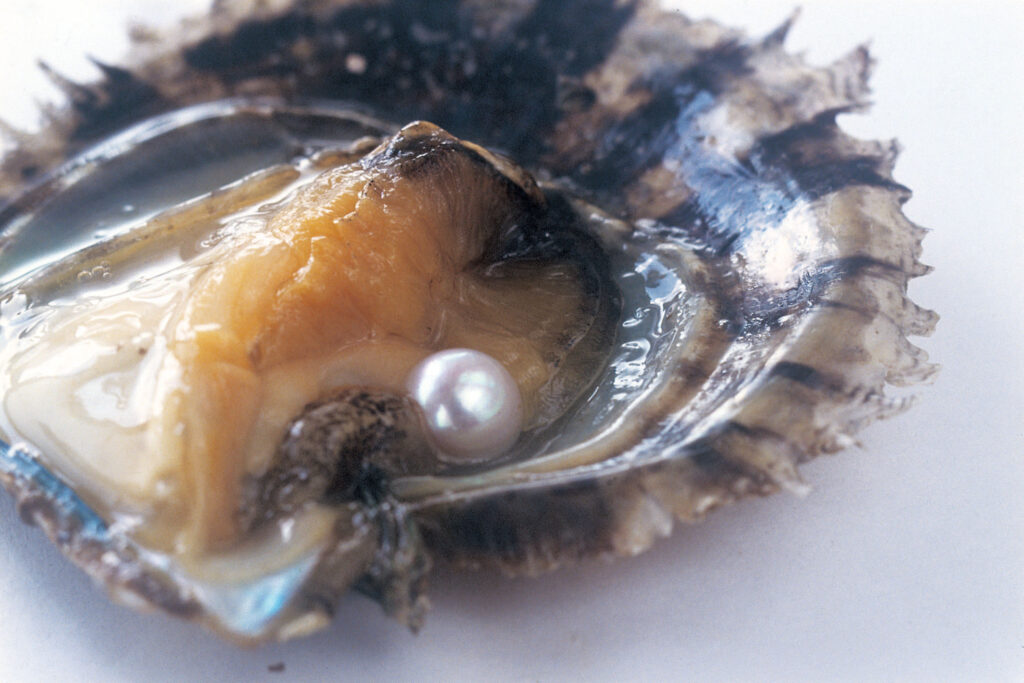 貝と真珠